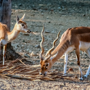 Mysore zoo - 12 km