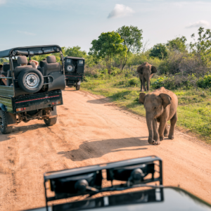 Bandipur safari - 50km
